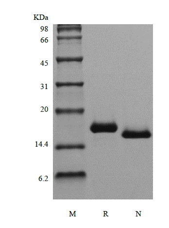 SDS-PAGE of Recombinant Human Fms-related Tyrosine Kinase 3 Ligand