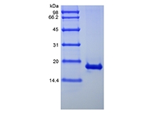 SDS-PAGE of Recombinant Human Interferon-alpha1b