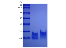 SDS-PAGE of Recombinant Human Beta-defensin 2