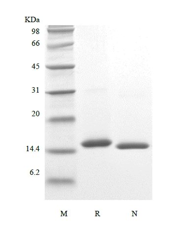 SDS-PAGE of Recombinant Porcine Interleukin-2