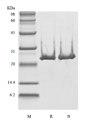 SDS-PAGE of Recombinant Human B-cell Lymphoma 2
